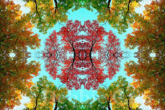 Nature's Eye