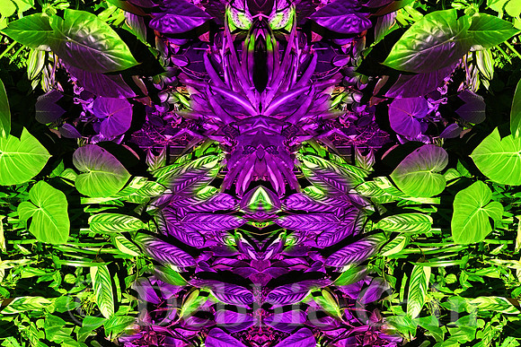 Raw Nature