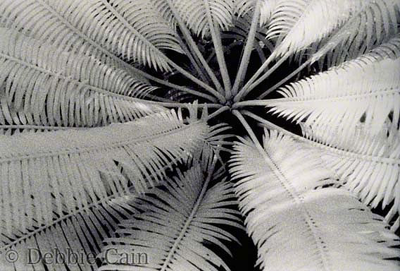 Botanical Gardens No. 1