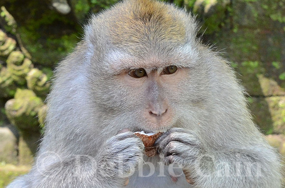 Balinese Monkey No. 2