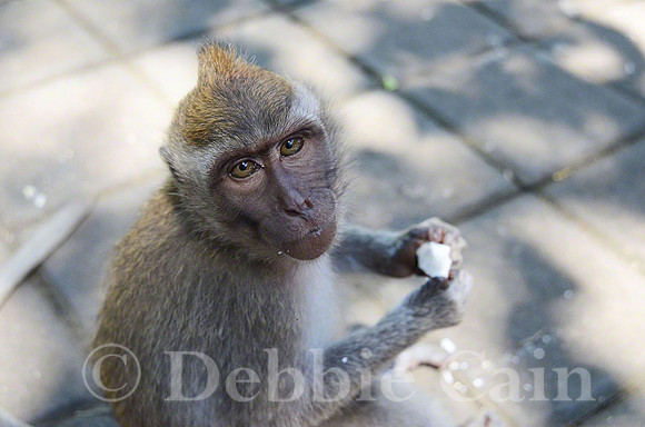 Balinese Monkey No. 1
