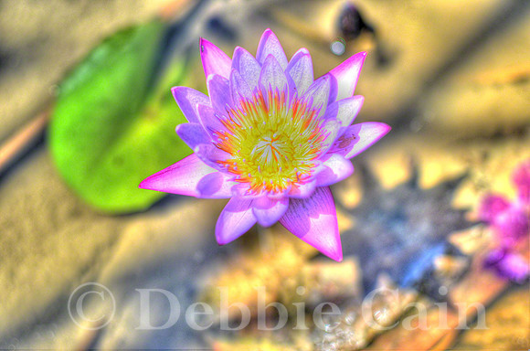 Lotus No. 1