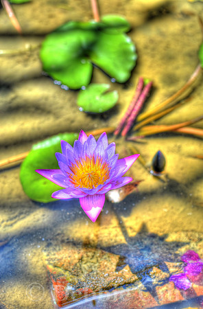 Lotus No. 2
