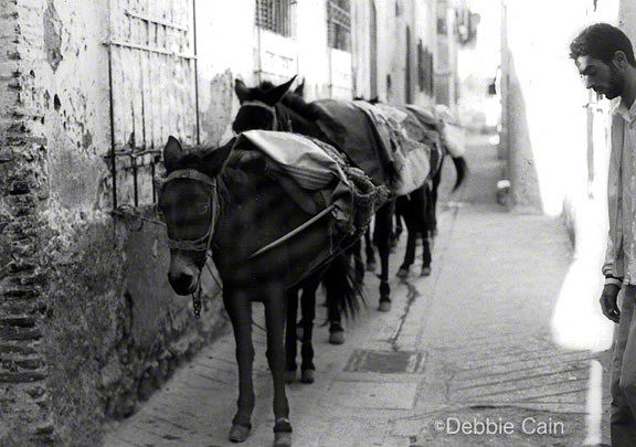 Waiting Donkeys