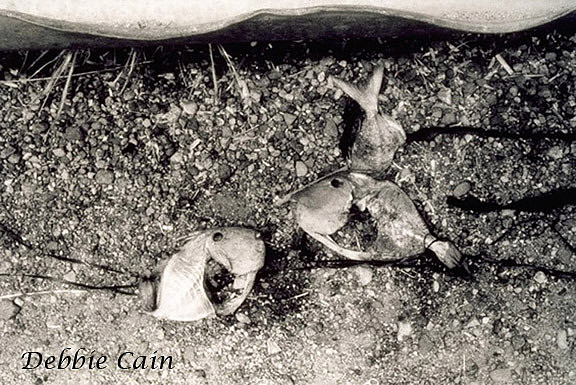 Fish Bones