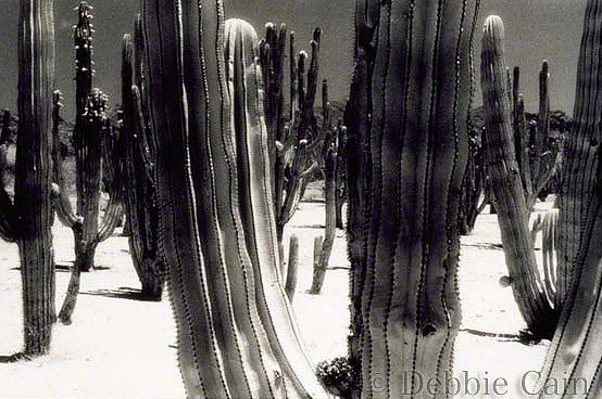 Mexican Cacti