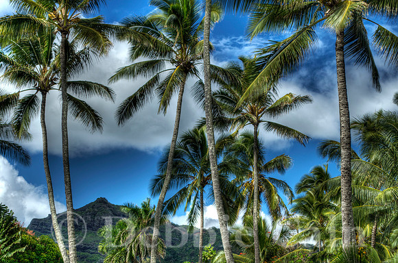 Peaceful Palms