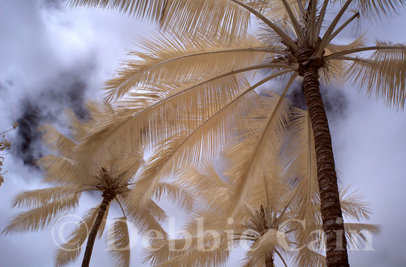 Palm Perspective No. 1