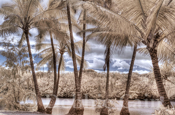 Between the Trees