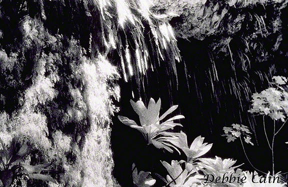 Fern Grotto