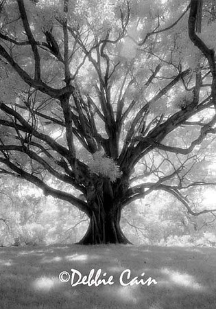 Magnificent Tree