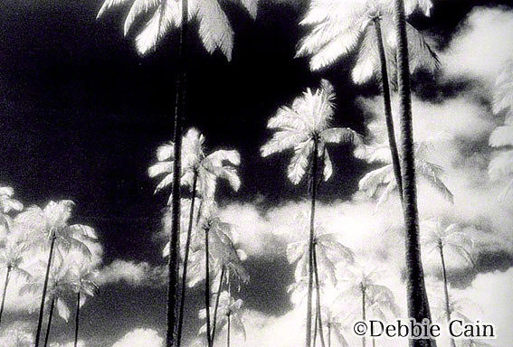 Palms of Wailua No. 4