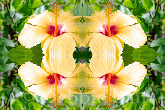 Hawaiian Dream