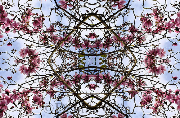 Magnolia Sky No. 3