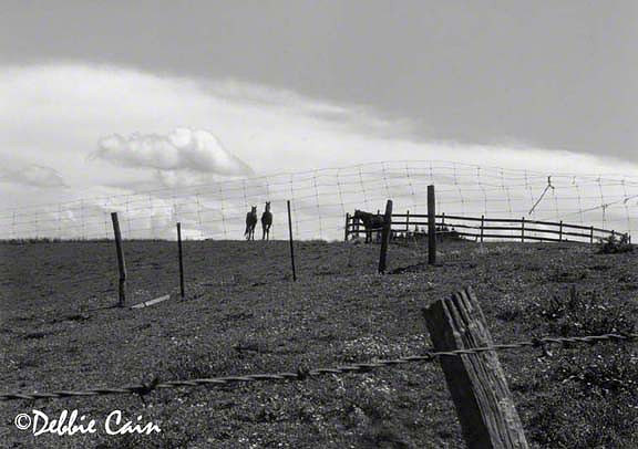 Distant Horses
