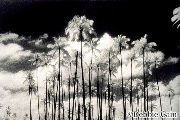 Palms of Wailua No. 3