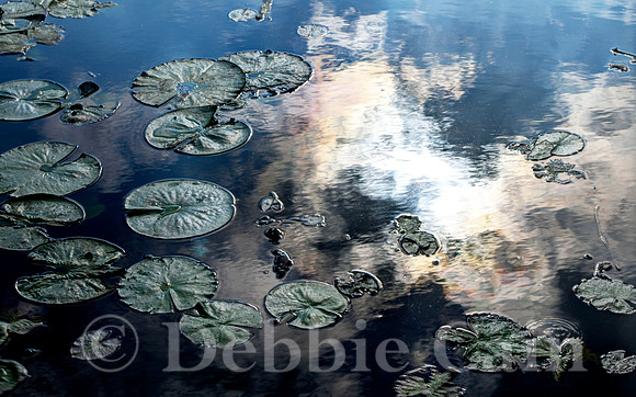 Sunlight Lilies No. 1